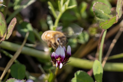 iNaturalist observation photo of Western Honey Bee