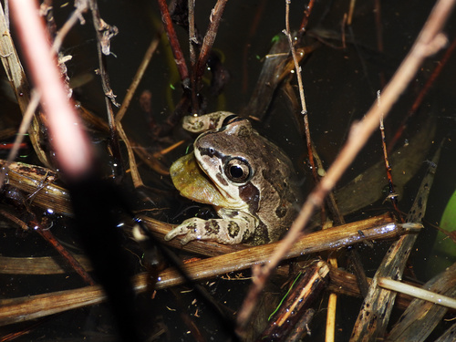 Illinois Chorus Frog