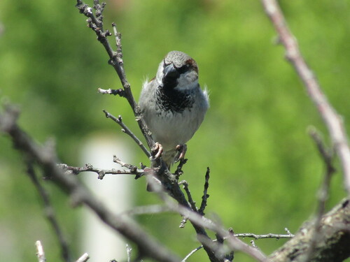Gorrión común (Passer domesticus)