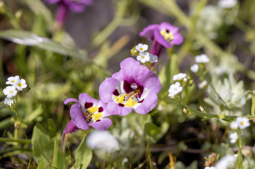 iNaturalist observation photo of tricolor monkeyflower