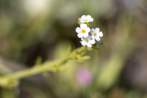 iNaturalist observation photo of Rusty Popcornflower