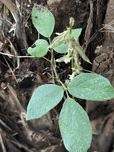 Neonotonia wightii