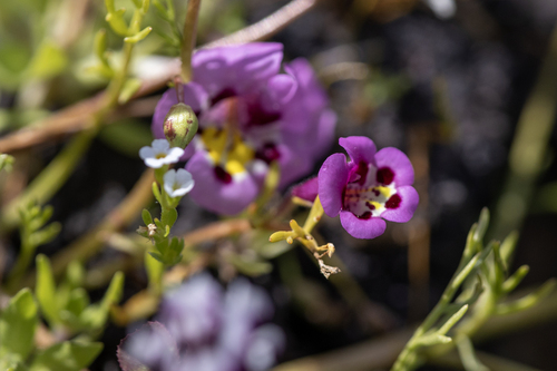 iNaturalist observation photo of tricolor monkeyflower