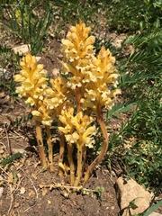 Orobanche lutea