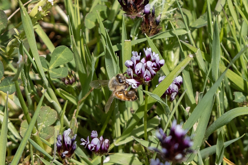iNaturalist observation photo of Western Honey Bee