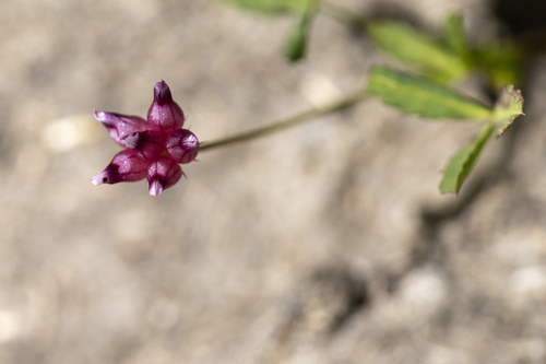 iNaturalist observation photo of cowbag clover