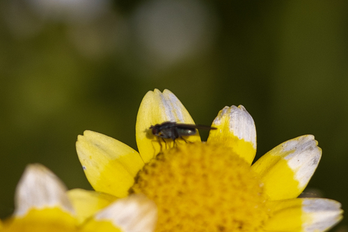 iNaturalist observation photo of Acalyptrate Flies