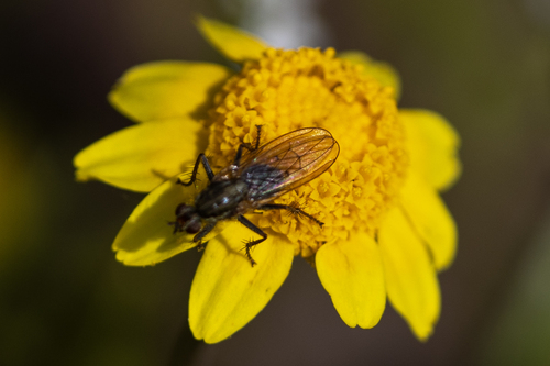 iNaturalist observation photo of Muscoid Flies