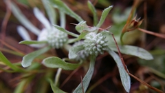 Psilocarphus oregonus