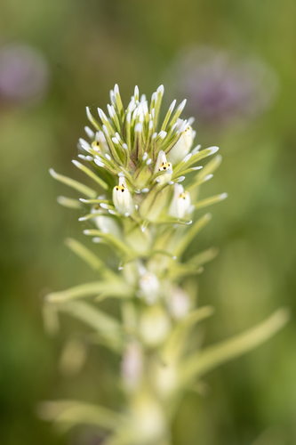 iNaturalist observation photo of valley tassels