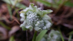 Psilocarphus brevissimus multiflorus