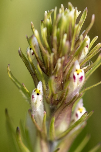 iNaturalist observation photo of valley tassels