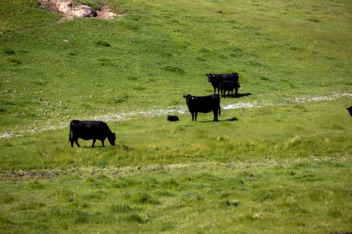 iNaturalist observation photo of Domestic Cattle