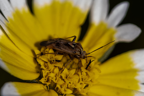 iNaturalist observation photo of Lygus Bugs