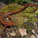 Dark-sided Salamander - Photo (c) Yinan Li, some rights reserved (CC BY-NC), uploaded by Yinan Li