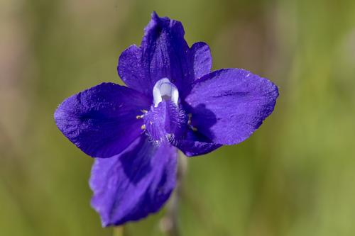 iNaturalist observation photo of royal larkspur