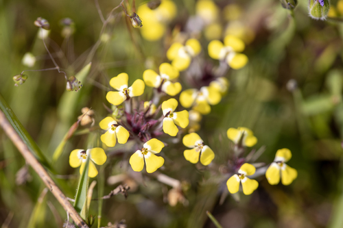 iNaturalist observation photo of butter-and-eggs