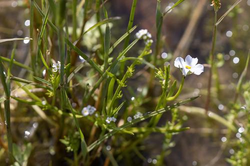 iNaturalist observation photo of toothed calicoflower