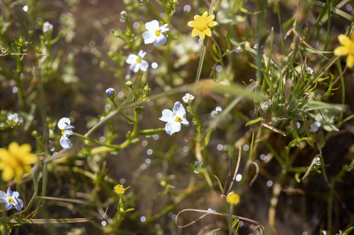 iNaturalist observation photo of toothed calicoflower