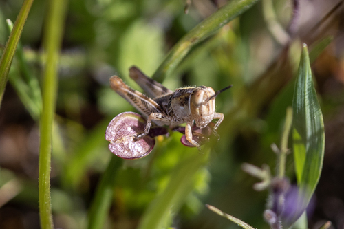 iNaturalist observation photo of Oedaleonotus