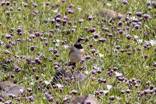 iNaturalist observation photo of Horned Lark