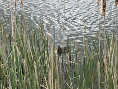 Gallinula chloropus