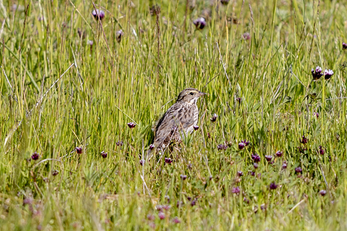 iNaturalist observation photo of Savannah Sparrow