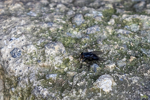 iNaturalist observation photo of Muscoid Flies