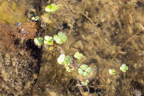 iNaturalist observation photo of water clover