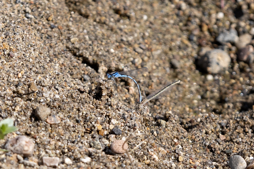 iNaturalist observation photo of Bluets