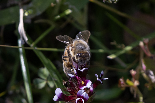 iNaturalist observation photo of Western Honey Bee