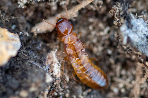 Stolotermitidae