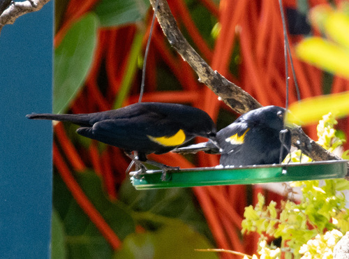 Yellow-shouldered Blackbird (Agelaius xanthomus), photo 4