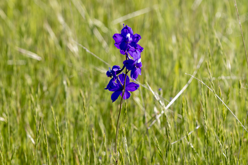 iNaturalist observation photo of royal larkspur