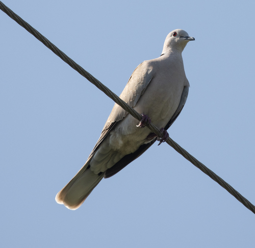 Tórtola rosigrís (Streptopelia roseogrisea)