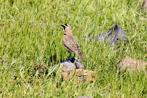 iNaturalist observation photo of Horned Lark
