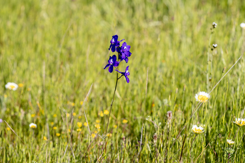 iNaturalist observation photo of royal larkspur