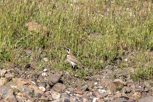 iNaturalist observation photo of Horned Lark