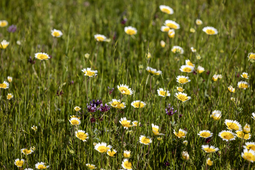 iNaturalist observation photo of Tidytips