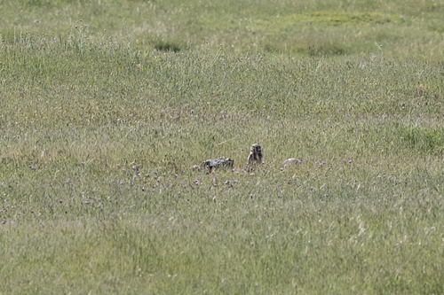 iNaturalist observation photo of Burrowing Owl