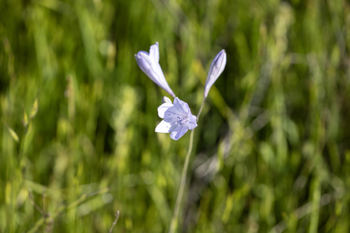 iNaturalist observation photo of Ithuriel's Spear