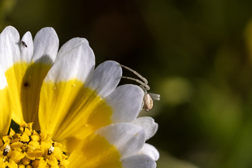 iNaturalist observation photo of Misumenini