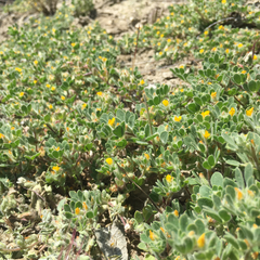 Acmispon brachycarpus