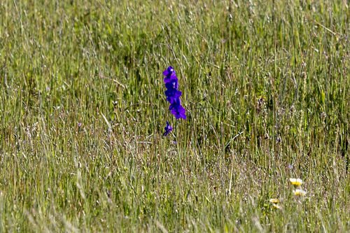 iNaturalist observation photo of royal larkspur