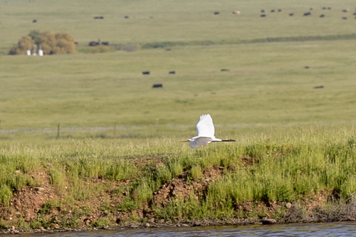 iNaturalist observation photo of Great Egret