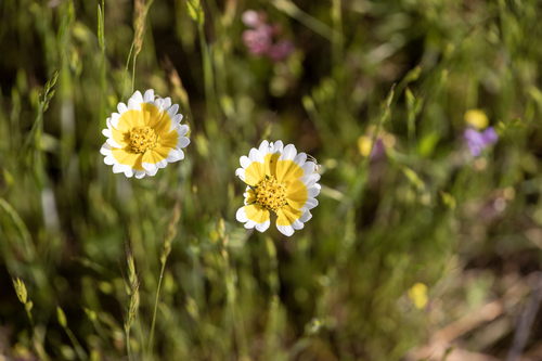 iNaturalist observation photo of Frémont's tidytips