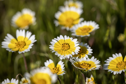 iNaturalist observation photo of Frémont's tidytips