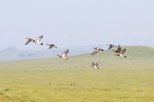 iNaturalist observation photo of American Wigeon