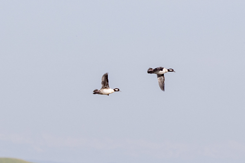 iNaturalist observation photo of Bufflehead