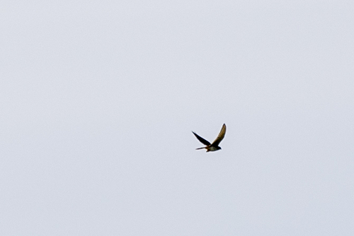 iNaturalist observation photo of American Kestrel